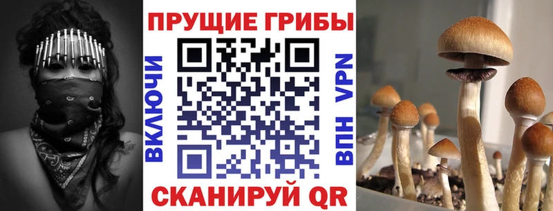 Галлюциногенные грибы Psilocybine cubensis Магадан